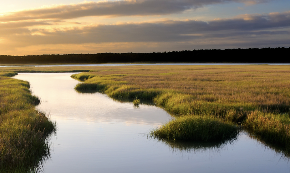 Publication examines sediment placement for restoring coastal marshes